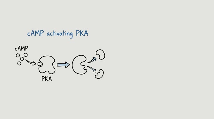 Cell signaling explained